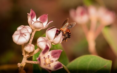 Closeup shot of a honey bee on a flower searching for food and nectar