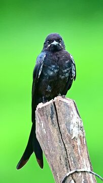 Dongo cleaning its feathers and hunting for food perched on a wooden log with green background