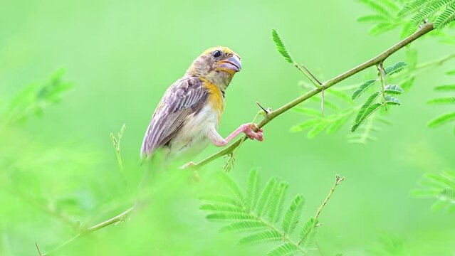Closeup of a baya weaver bird perched on a tree branch against a green background.