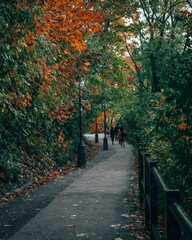Fototapeta na wymiar Vertical shot of a walking trail through an autumn forest