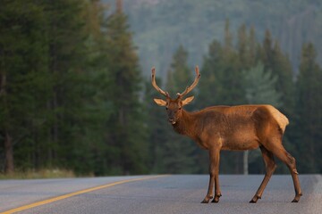 Deer on a road near forest © Pete Nuij/Wirestock Creators
