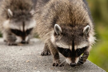 Raccoons on a search of food