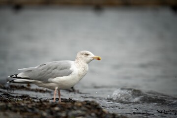 Closeup of a cute seagull standing by the sea in Kiel, Germany