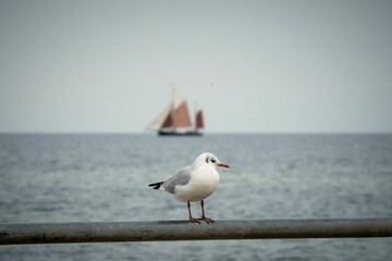 Selective focus shot of a seagull with a sailboat in background in Kiel, Germany