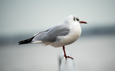 Selective focus shot of a seagull perched on metal railing