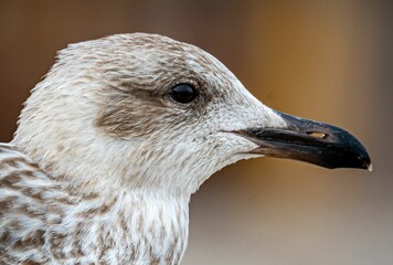 Closeup of a cute Seagull on a shore with blurred background