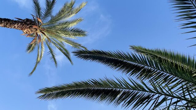 Palm trees low-angle 4k footage on a bright sunny day. Palm trees against the clear blue sky. Concept of tropical areas. Coconut trees swaying in the wind. Camera is spinning in a circle, rotates.