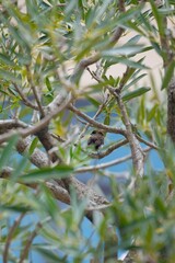 Selective focus of Javan munia perched on olive leaves