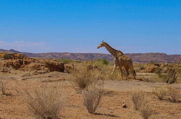 Giraffe in the in Hluhluwe National Park South Africa