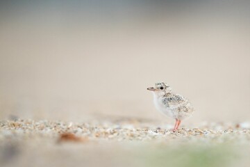 Closeup shot of a Least Tern chick with blurry background at Belmar beach