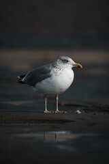 Vertical shot of a seagull