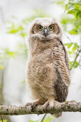 Close-up shot of a South American great horned owl perched on a branch on a blurred background