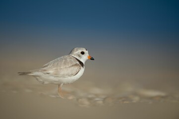 Close-up shot of a Piping plover on the coast