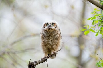 Great-horned Owlet (Bubo virginianus) resting on a tree branch on the blurred background