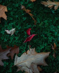 Closeup shot of fallen autumn leaves