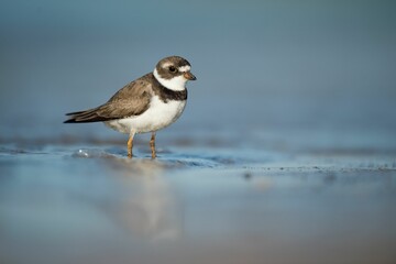 Semipalmated Plover on a wet sandy beach in the bright sun with its reflection