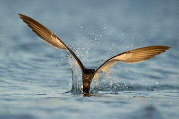 Black Skimmer flying over the water dipping its head in a splashing water