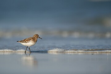 Close-up shot of a sanderling bird on the coast