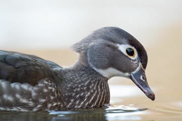 Close-up shot of a cute little duck floating in the calm lake