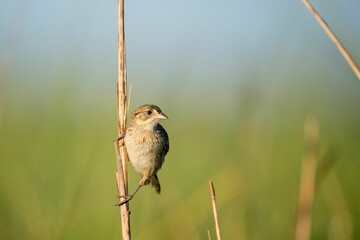 Seaside Sparrow perched in the marsh grasses in the early morning sunlight