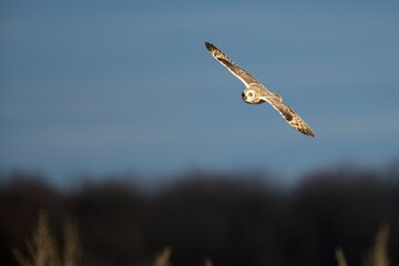 Short-eared owl (Asio flammeus) flying high in the sky
