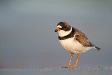 Closeup shot of a semipalmated plover on a wet sandy beach