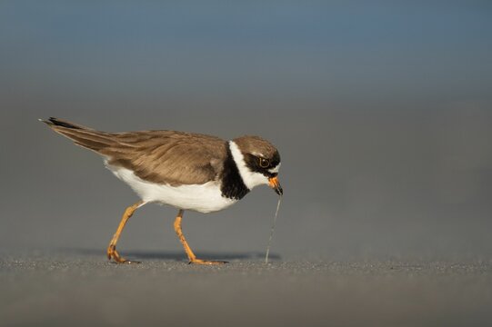Close-up shot of a semipalmated plover in search of food on the sandy beach