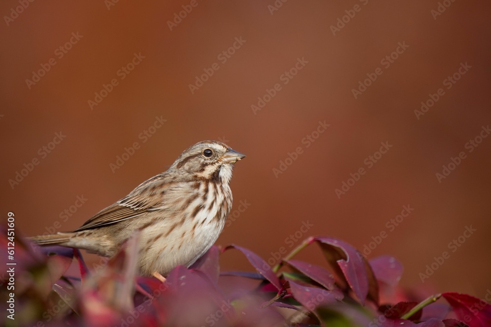 Sticker closeup shot of a song sparrow perched in a red-colored bush