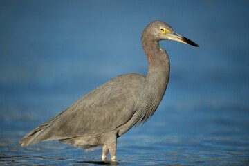 Little Blue Heron in shallow water in the bright sunlight with a smooth blue background of water