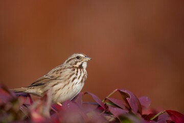 Closeup shot of a Song Sparrow perched in a red-colored bush