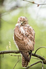 Red-tailed Hawk (Buteo jamaicensis) perched on a tree branch