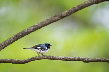 Closeup shot of a Black-throated Blue Warbler bird