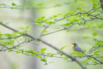Canada Warbler bird perched on a reed
