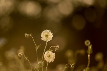 Selective focus shot of flowers with bokeh lights effect