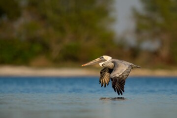 Fototapeta na wymiar Shallow focus shot of a flying brown pelican