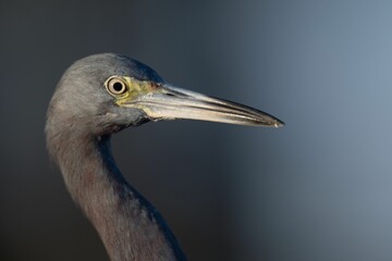 Closeup portrait of a Little Blue Heron