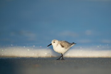 Closeup shot of a Sandpiper bird in water