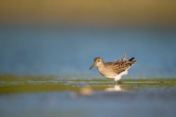 Pectoral sandpiper hunting at the shore