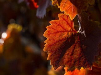 Vineyards in the autumn with red foliage. Winemaking. Macro photography of a leaf covered with dew. Selective focus.