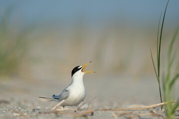 Least Tern bird standing on the shore