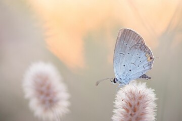 Shallow focus shot of a butterfly on a flower