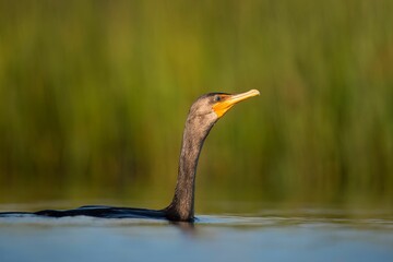 Closeup shot of a Double-Crested Cormorant