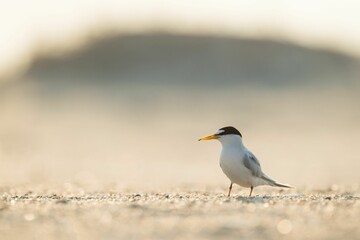Least Tern bird standing in mud in water