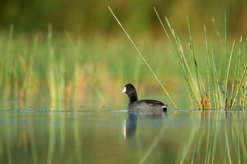 American coot swimming on the lake water with green shore
