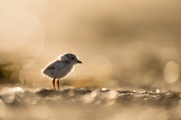 Small baby piping plover on the sandy shore
