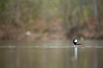 Hooded merganser swimming on the lake water