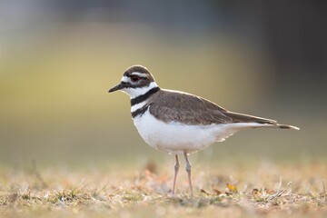 Closeup of a killdeer perched in the field