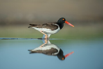 American oystercatcher perched at the shore and reflecting on the water - obrazy, fototapety, plakaty