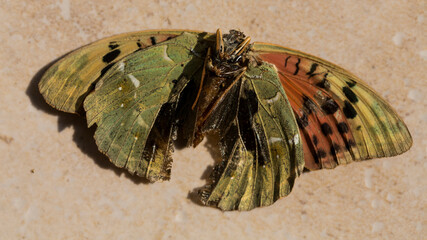 Argynnis pandora, the cardinal, is a butterfly of the family Nymphalidae. Male underside. A dead...