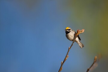 Golden-winged warbler perched on the tree branch on the blurry background of the blue sky